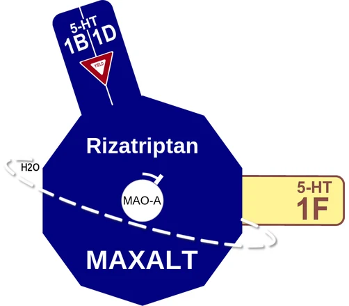 Rizatriptan ballicule — decagon diagram of its receptor and enzyme targets