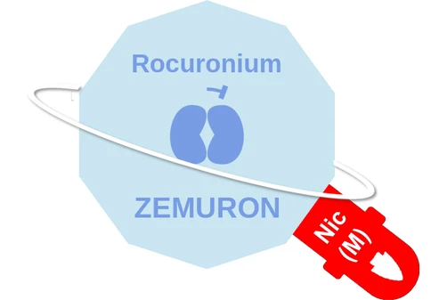 Rocuronium ballicule — decagon diagram of its receptor and enzyme targets