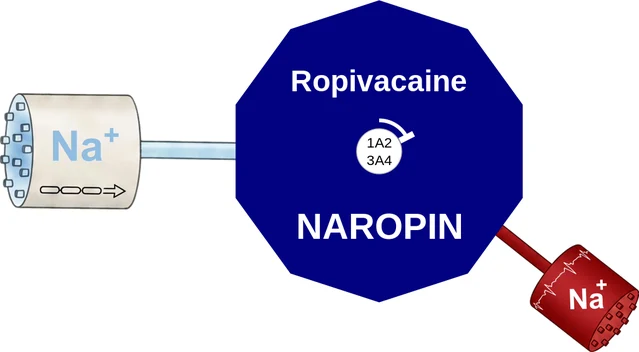 Ropivacaine ballicule — decagon diagram of its receptor and enzyme targets