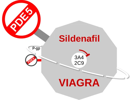 Sildenafil ballicule — decagon diagram of its receptor and enzyme targets