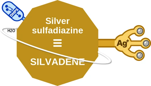 Silver sulfadiazine ballicule — decagon diagram of its receptor and enzyme targets