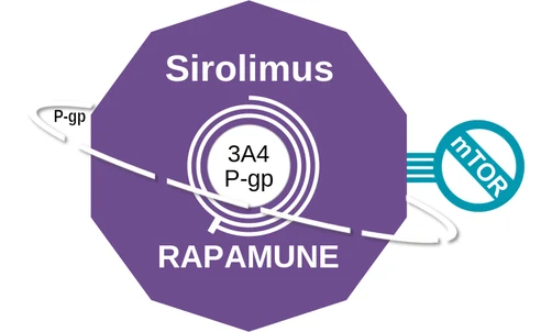 Sirolimus ballicule — decagon diagram of its receptor and enzyme targets