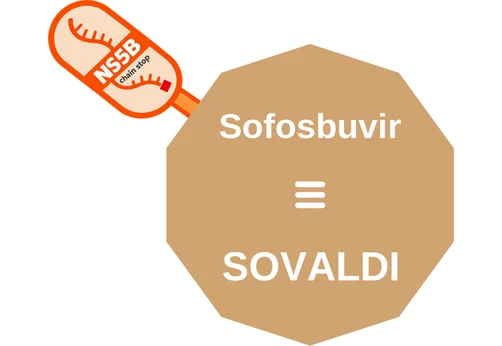 Sofosbuvir ballicule — decagon mechanism diagram