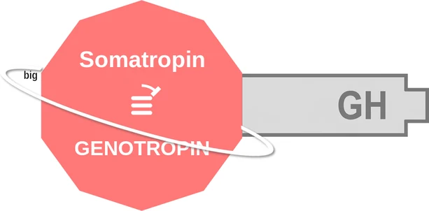 Somatropin ballicule — decagon diagram of its receptor and enzyme targets