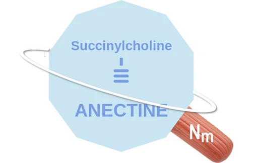 Succinylcholine ballicule — decagon diagram of its receptor and enzyme targets