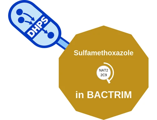 Sulfamethoxazole ballicule — decagon diagram of its receptor and enzyme targets