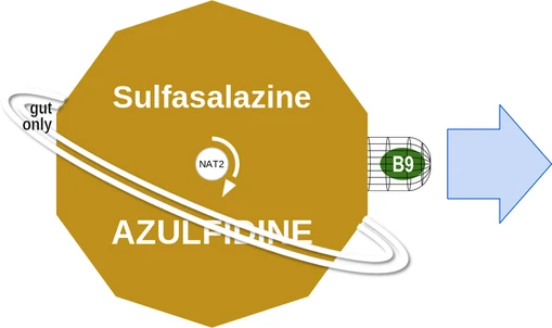 Sulfasalazine ballicule — decagon diagram of its receptor and enzyme targets