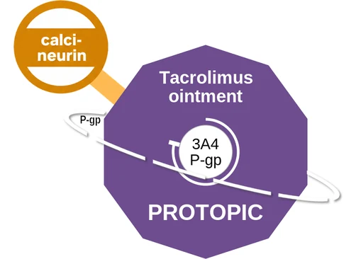 Tacrolimus ointment ballicule — decagon diagram of its receptor and enzyme targets