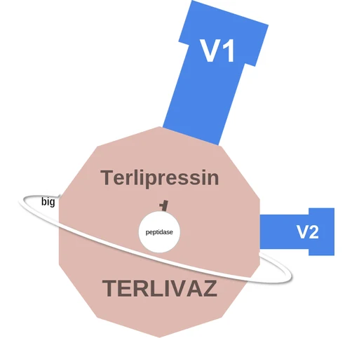 Terlipressin ballicule — decagon diagram of its receptor and enzyme targets