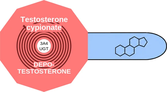Testosterone cypionate ballicule — decagon diagram of its receptor and enzyme targets