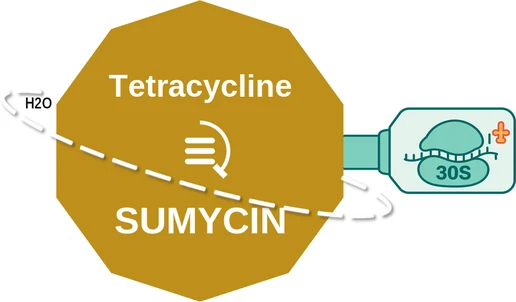 Tetracycline ballicule — decagon diagram of its receptor and enzyme targets