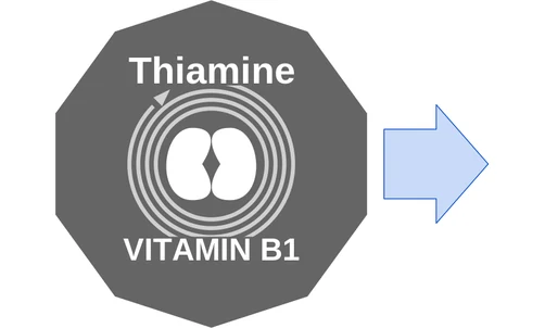 Thiamine ballicule — decagon diagram of its receptor and enzyme targets