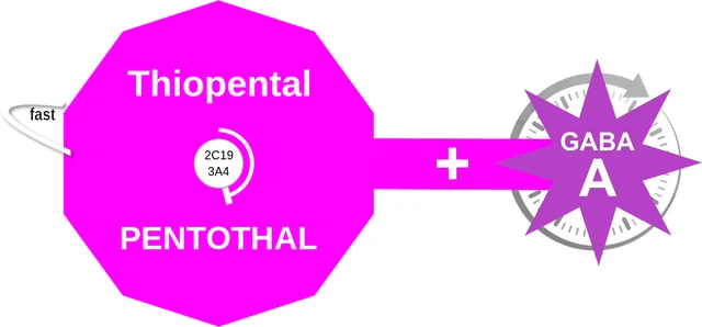 Thiopental ballicule — decagon mechanism diagram