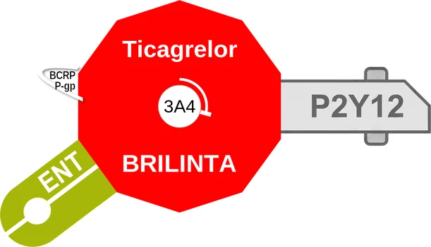 Ticagrelor ballicule — decagon diagram of its receptor and enzyme targets