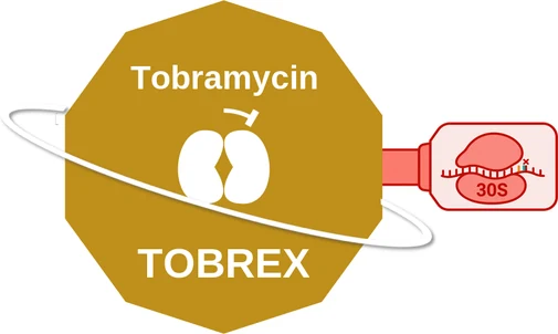 Tobramycin ballicule — decagon diagram of its receptor and enzyme targets