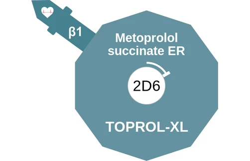 Metoprolol succinate ER ballicule — decagon diagram of its receptor and enzyme targets