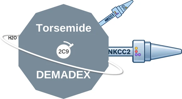 Torsemide ballicule — decagon diagram of its receptor and enzyme targets