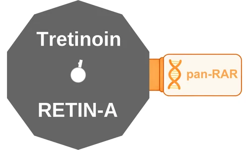 Tretinoin ballicule — decagon diagram of its receptor and enzyme targets