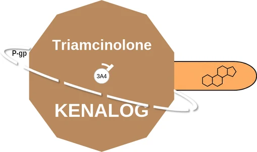 Triamcinolone ballicule — decagon diagram of its receptor and enzyme targets