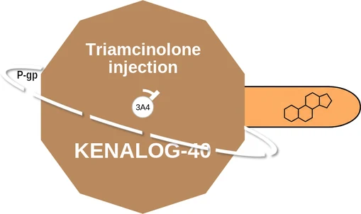 Triamcinolone injection ballicule — decagon diagram of its receptor and enzyme targets