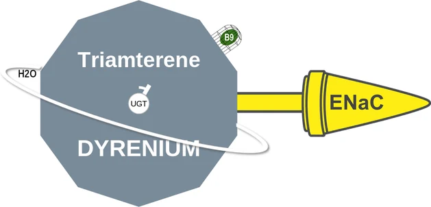 Triamterene ballicule — decagon diagram of its receptor and enzyme targets
