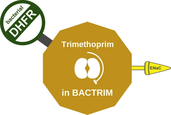 Trimethoprim ballicule — decagon diagram of its receptor and enzyme targets