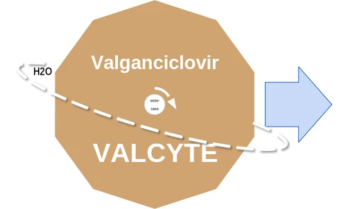 Valganciclovir ballicule — decagon diagram of its receptor and enzyme targets
