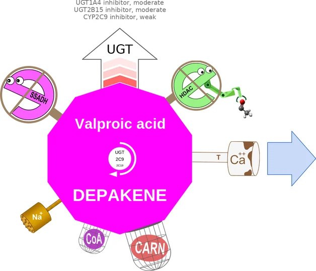 Valproic acid ballicule — decagon diagram of its receptor and enzyme targets