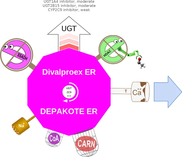 Divalproex ER ballicule — decagon diagram of its receptor and enzyme targets