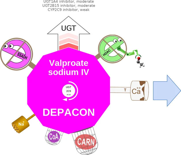 Valproate sodium IV ballicule — decagon diagram of its receptor and enzyme targets