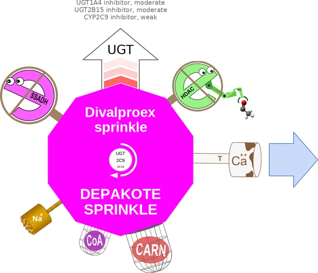 Divalproex sprinkle ballicule — decagon diagram of its receptor and enzyme targets
