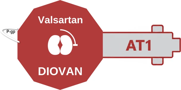 Valsartan ballicule — decagon diagram of its receptor and enzyme targets