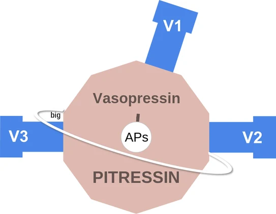 Vasopressin ballicule — decagon diagram of its receptor and enzyme targets