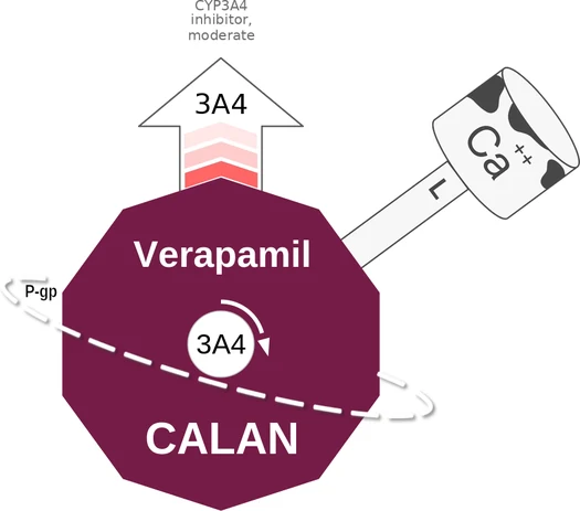Verapamil ballicule — decagon diagram of its receptor and enzyme targets