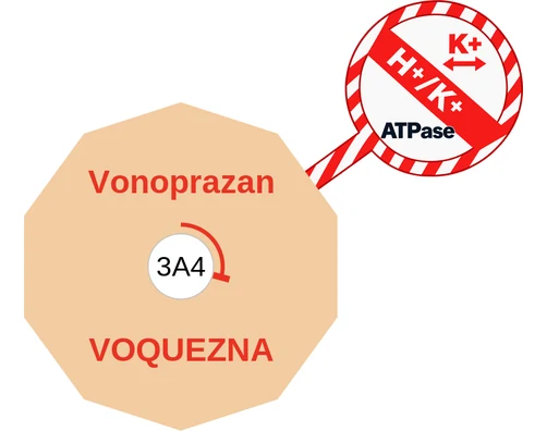 Vonoprazan ballicule — decagon diagram of its receptor and enzyme targets