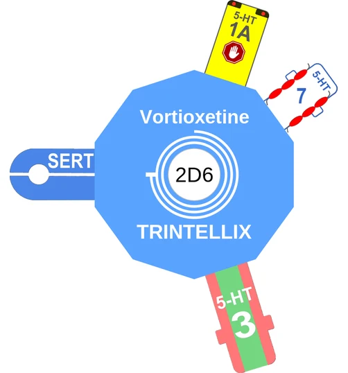 Vortioxetine ballicule — decagon diagram of its receptor and enzyme targets