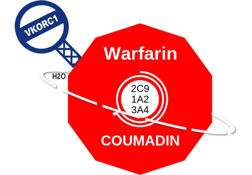 Warfarin ballicule — decagon diagram of its receptor and enzyme targets