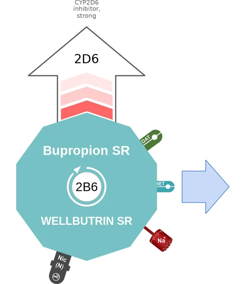 Bupropion SR ballicule — decagon diagram of its receptor and enzyme targets
