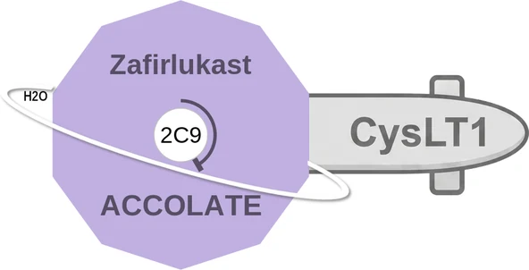 Zafirlukast ballicule — decagon diagram of its receptor and enzyme targets
