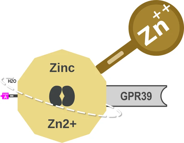 Zinc ballicule — decagon diagram of its receptor and enzyme targets