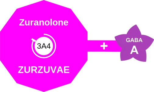 Zuranolone ballicule — decagon diagram of its receptor and enzyme targets